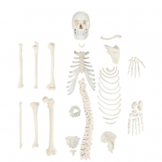 Human Disarticulated Skeleton, Half